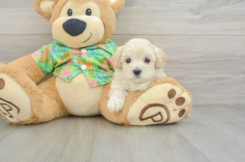 5 week old Maltipoo Puppy For Sale - Puppy Love PR