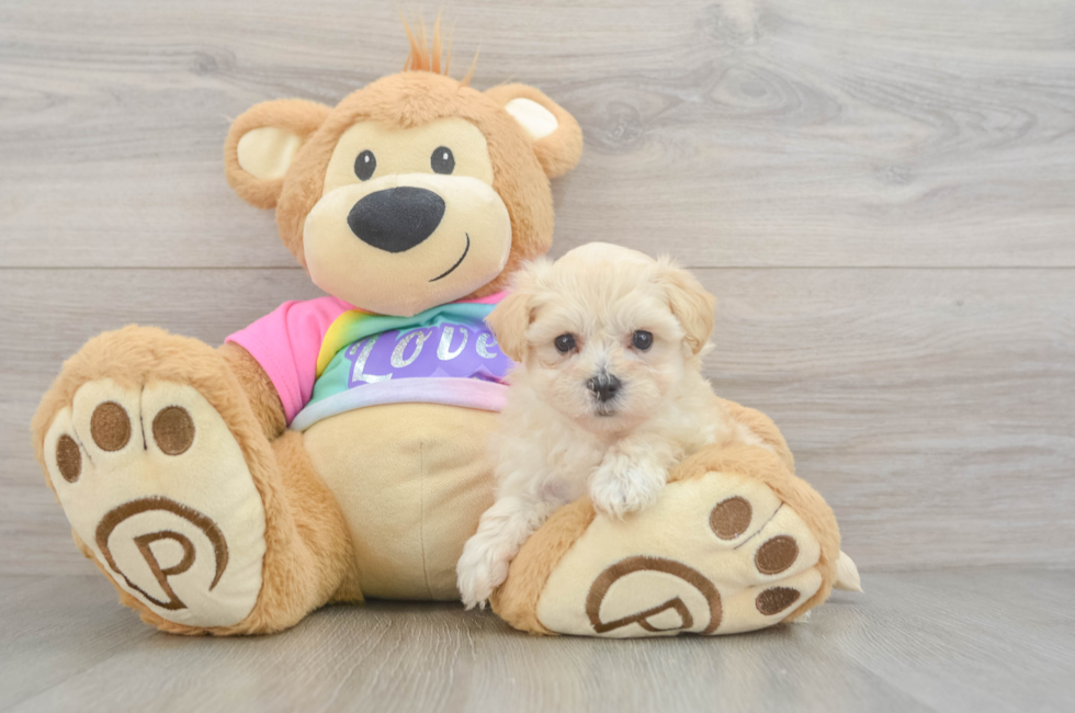 5 week old Maltipoo Puppy For Sale - Puppy Love PR