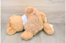 Maltipoo Puppy for Adoption