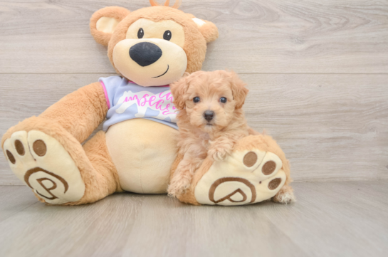 Best Maltipoo Baby