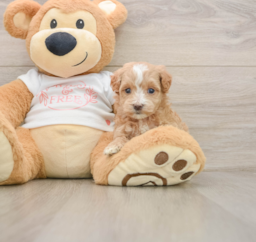 7 week old Maltipoo Puppy For Sale - Puppy Love PR