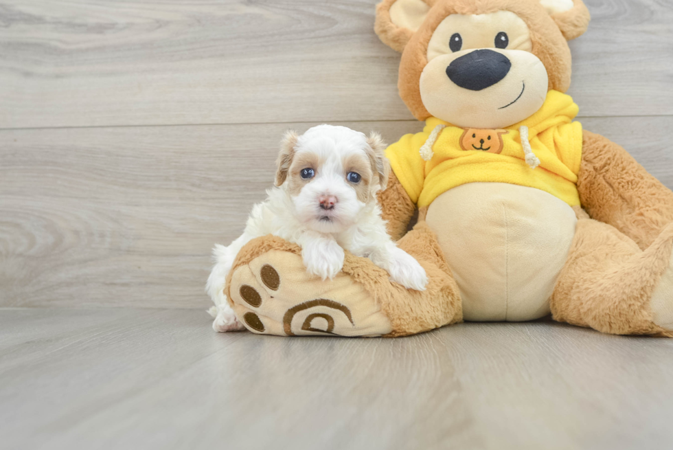 Maltipoo Pup Being Cute