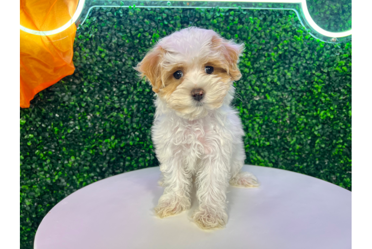 Cute Maltipoo Poodle Mix Pup