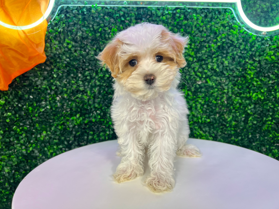 Cute Maltipoo Poodle Mix Pup