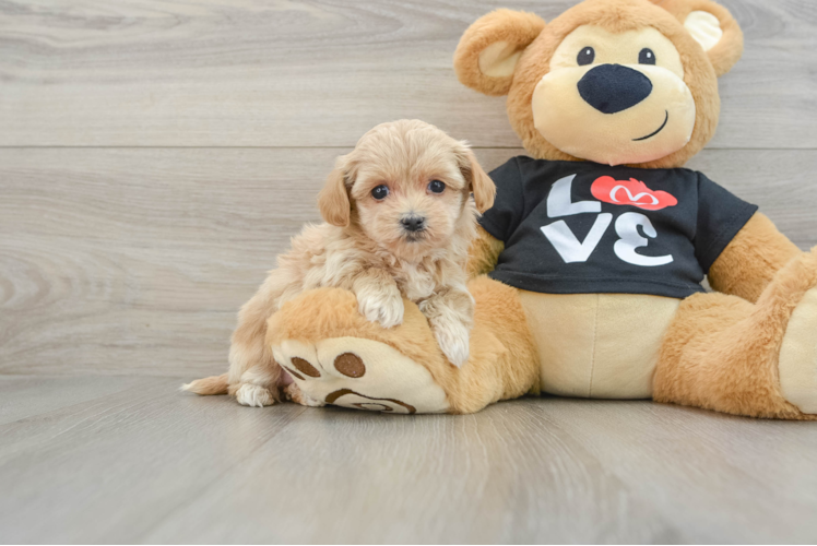 Maltipoo Pup Being Cute