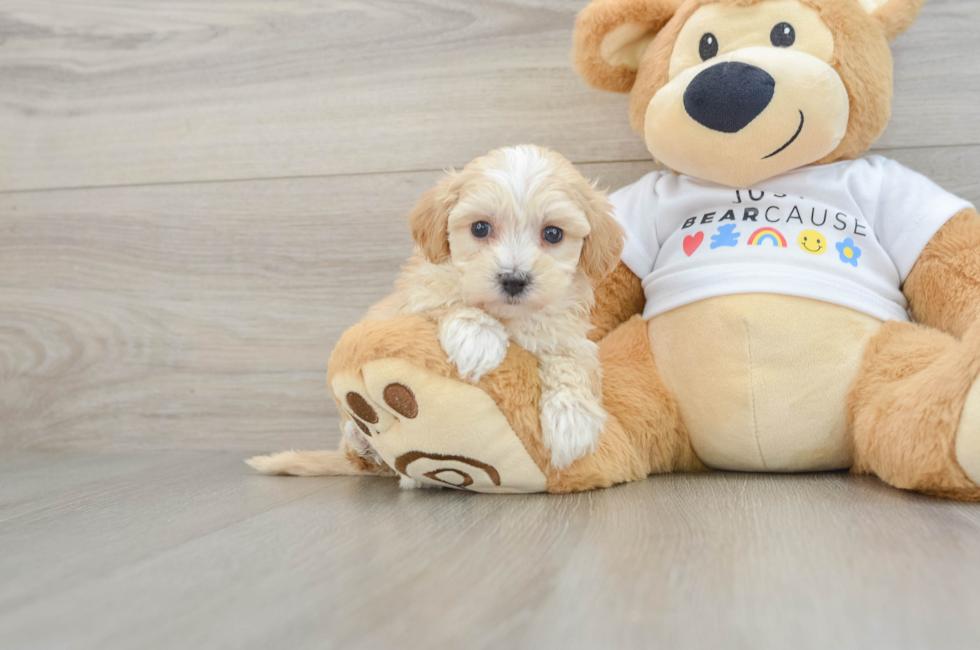 6 week old Maltipoo Puppy For Sale - Puppy Love PR