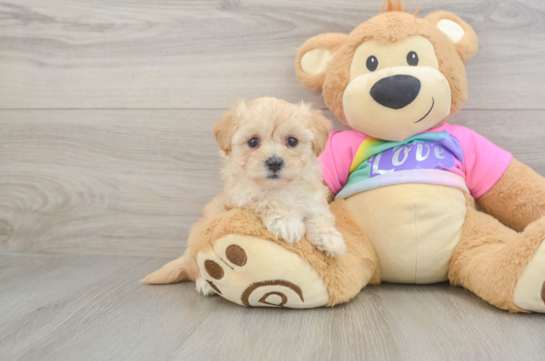 Small Maltipoo Baby