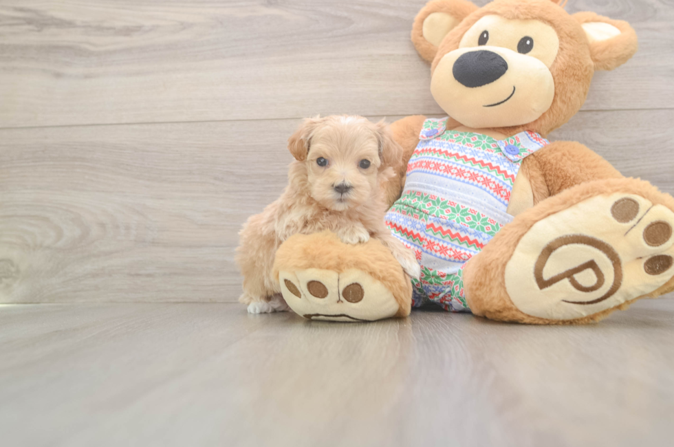 5 week old Maltipoo Puppy For Sale - Puppy Love PR