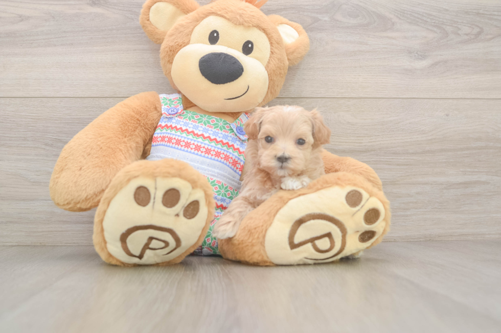 Maltipoo Pup Being Cute