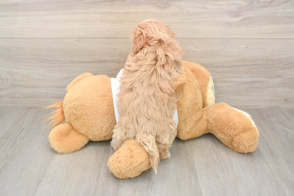 Popular Maltipoo Poodle Mix Pup