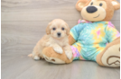 Little Maltidoodle Poodle Mix Puppy