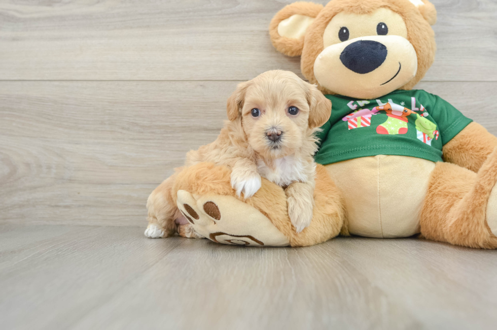 5 week old Maltipoo Puppy For Sale - Puppy Love PR