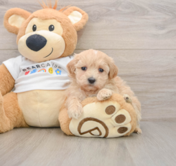 7 week old Maltipoo Puppy For Sale - Puppy Love PR