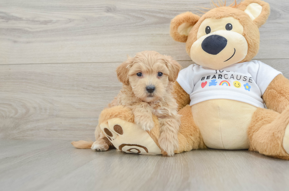 6 week old Maltipoo Puppy For Sale - Puppy Love PR