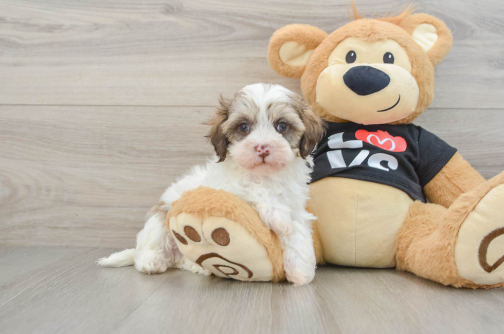 6 week old Maltipoo Puppy For Sale - Puppy Love PR