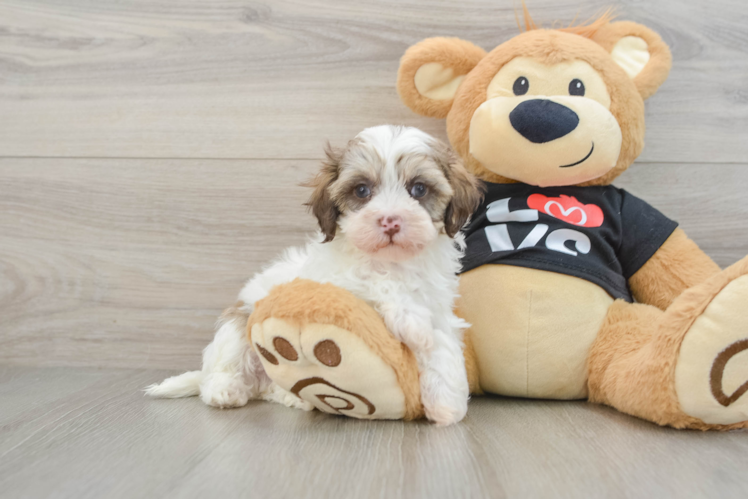 Meet Cashew - our Maltipoo Puppy Photo 1/3 - Puppy Love PR Playful Multipoo Poodle Mix Puppy