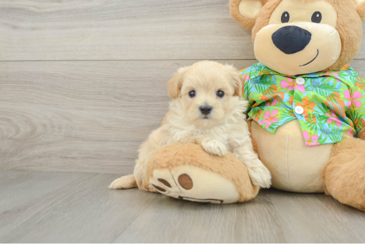 Fluffy Maltipoo Poodle Mix Pup