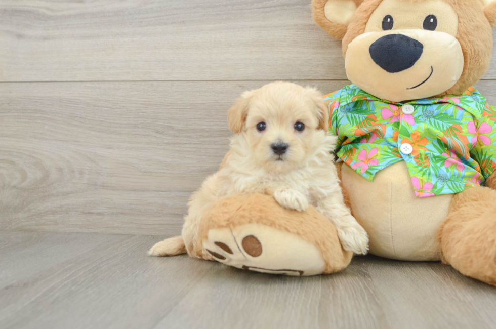 5 week old Maltipoo Puppy For Sale - Puppy Love PR