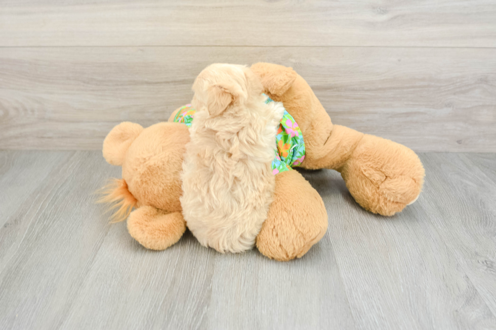 Fluffy Maltipoo Poodle Mix Pup