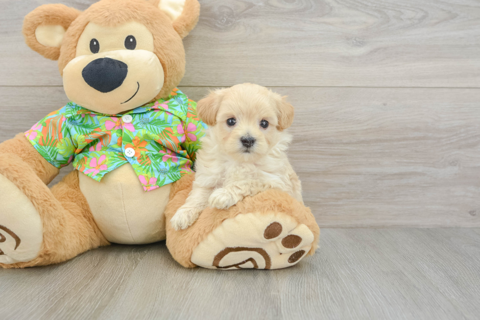 Maltipoo Puppy for Adoption