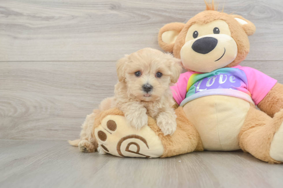 5 week old Maltipoo Puppy For Sale - Puppy Love PR