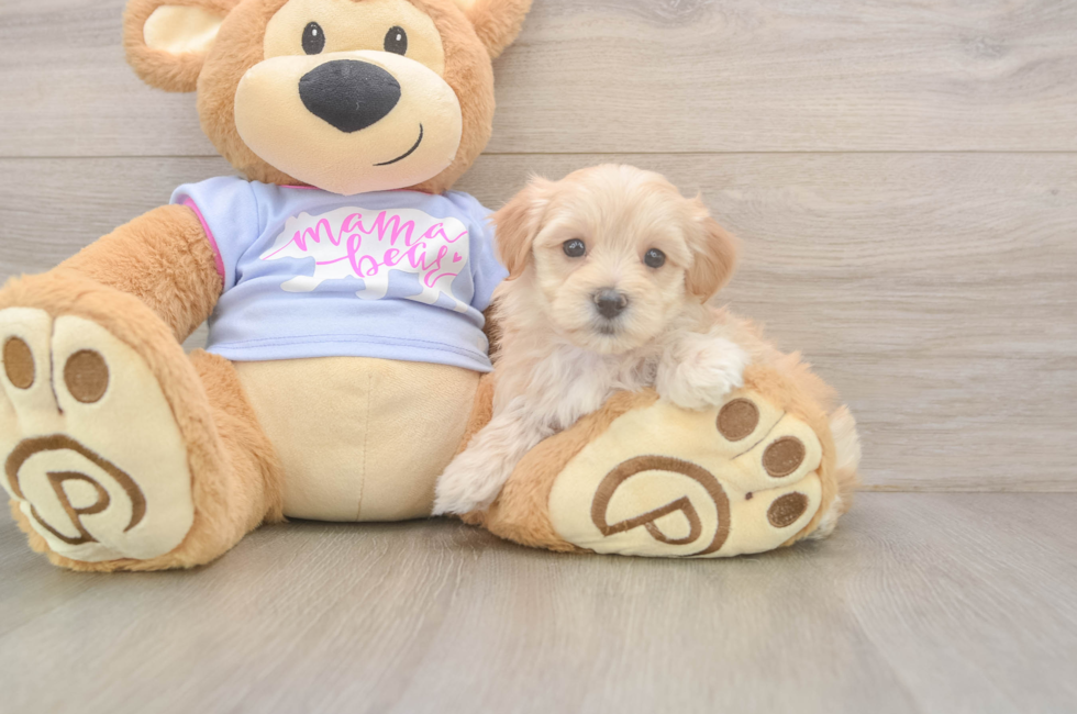 5 week old Maltipoo Puppy For Sale - Puppy Love PR