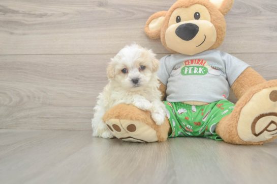5 week old Maltipoo Puppy For Sale - Puppy Love PR Adorable Malt a Poo Poodle Mix Puppy