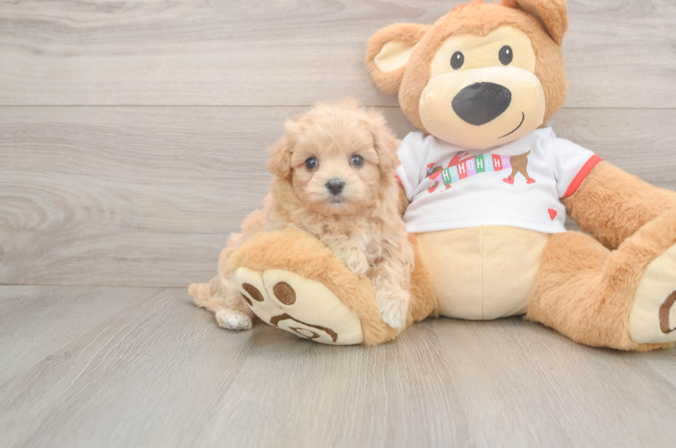 5 week old Maltipoo Puppy For Sale - Puppy Love PR