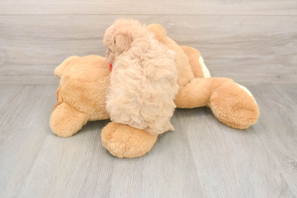 Maltipoo Puppy for Adoption