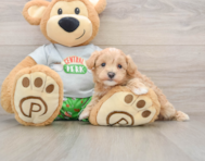 8 week old Maltipoo Puppy For Sale - Puppy Love PR