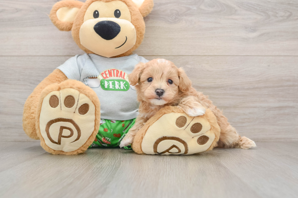 Maltipoo Puppy for Adoption