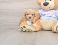8 week old Maltipoo Puppy For Sale - Puppy Love PR