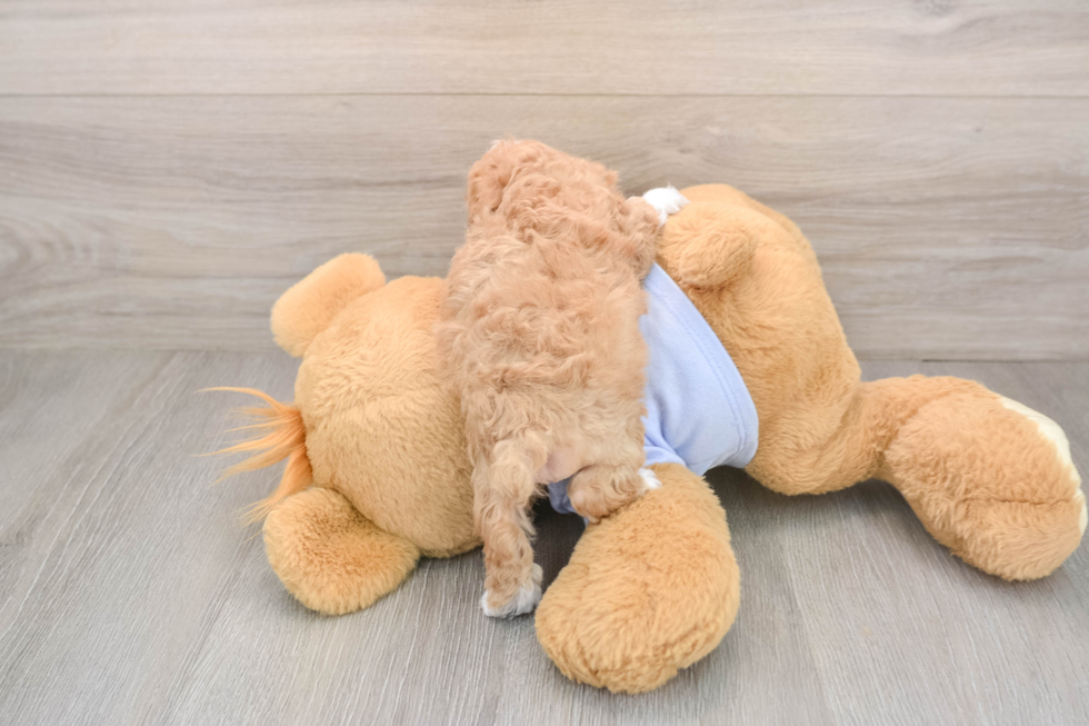 Maltipoo Puppy for Adoption