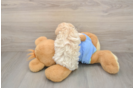 Maltipoo Puppy for Adoption