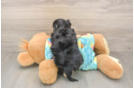 Petite Maltipoo Poodle Mix Pup