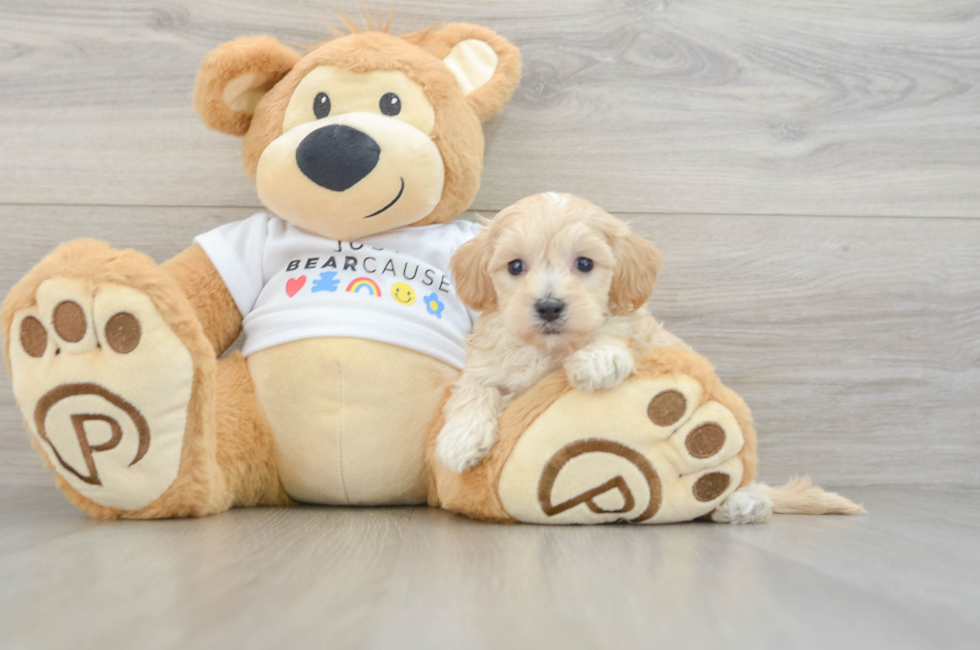 6 week old Maltipoo Puppy For Sale - Puppy Love PR