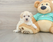 8 week old Maltipoo Puppy For Sale - Puppy Love PR