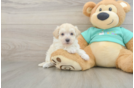Maltipoo Puppy for Adoption