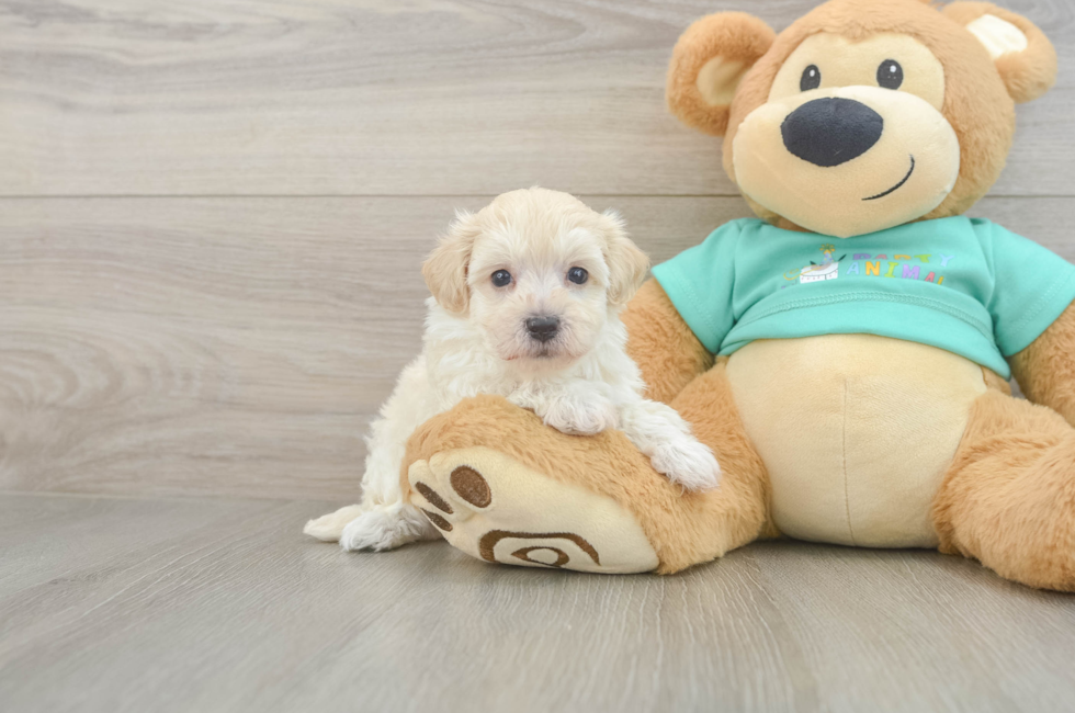 6 week old Maltipoo Puppy For Sale - Puppy Love PR