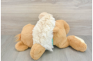 Small Maltipoo Baby