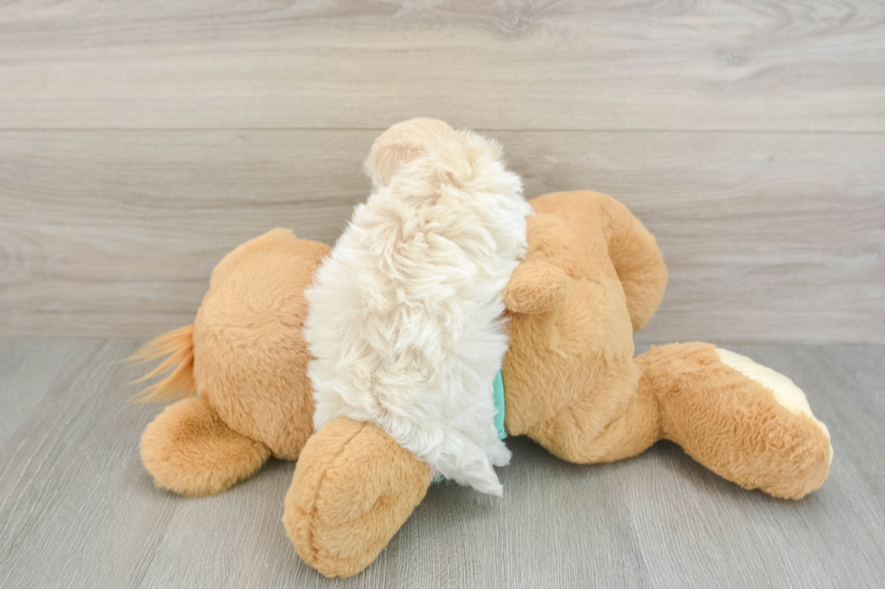 Small Maltipoo Baby