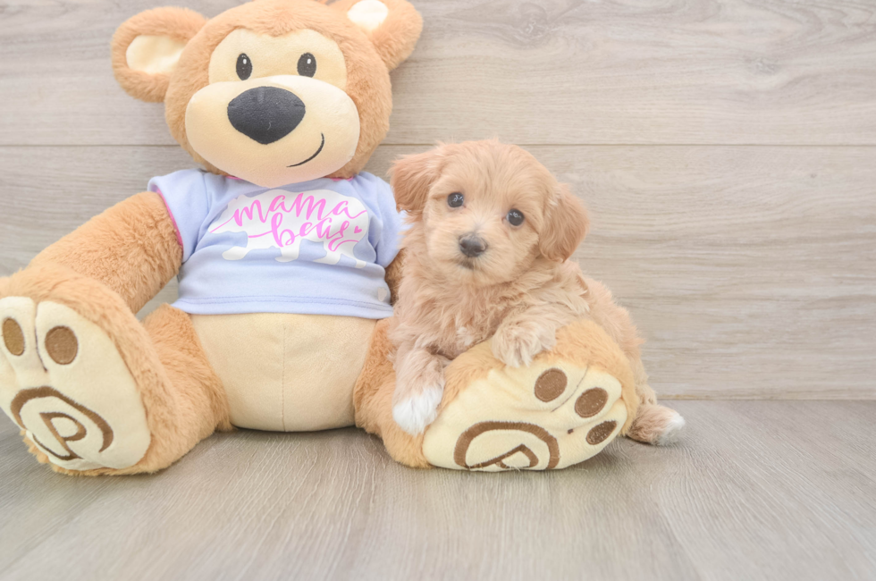 5 week old Maltipoo Puppy For Sale - Puppy Love PR