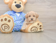 8 week old Maltipoo Puppy For Sale - Puppy Love PR