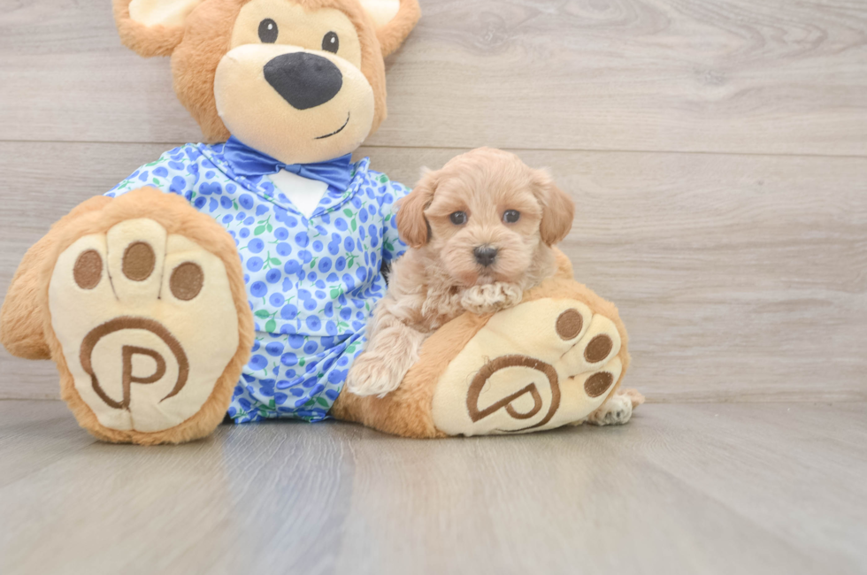 7 week old Maltipoo Puppy For Sale - Puppy Love PR