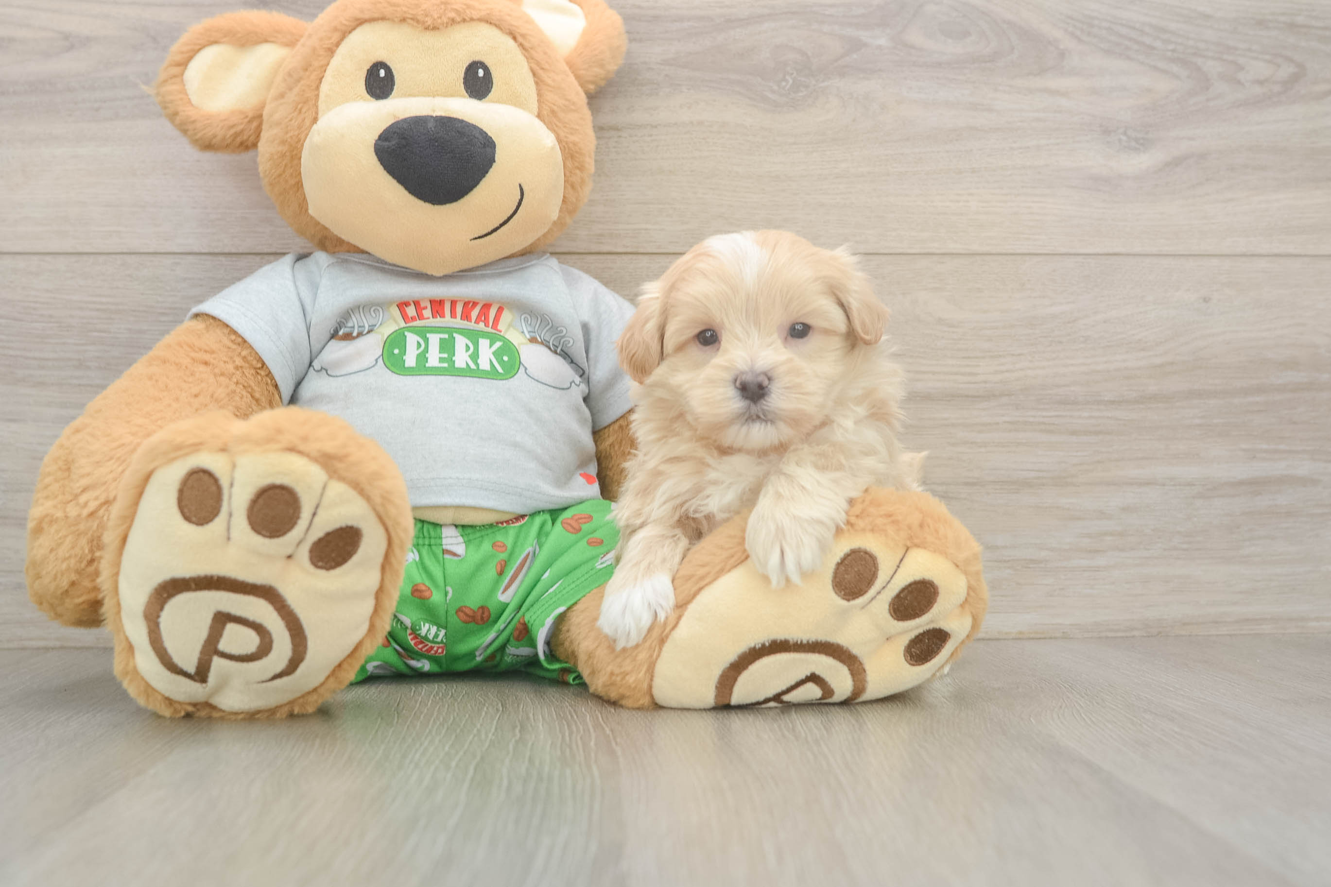Funny Maltipoo Poodle Mix Pup