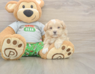 8 week old Maltipoo Puppy For Sale - Puppy Love PR