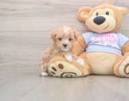 8 week old Maltipoo Puppy For Sale - Puppy Love PR