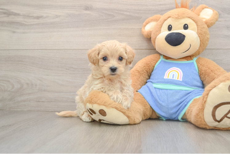 Maltipoo Puppy for Adoption