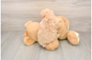 Petite Maltipoo Poodle Mix Pup