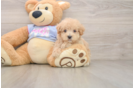 Best Maltipoo Baby